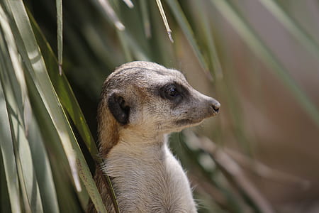 meerkat standing beside green leaf in close-up photography during daytime thumbnail