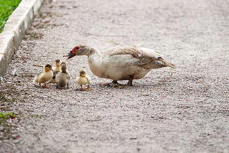 white duck with four yellow ducklings during daytime thumbnail
