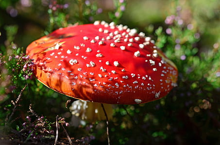 selective focus photography of red mushroom thumbnail