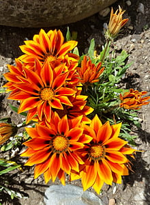 shallow focus photography of flowers thumbnail