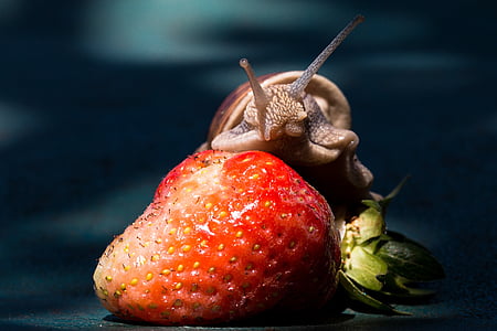 strawberry fruit with brown snail thumbnail