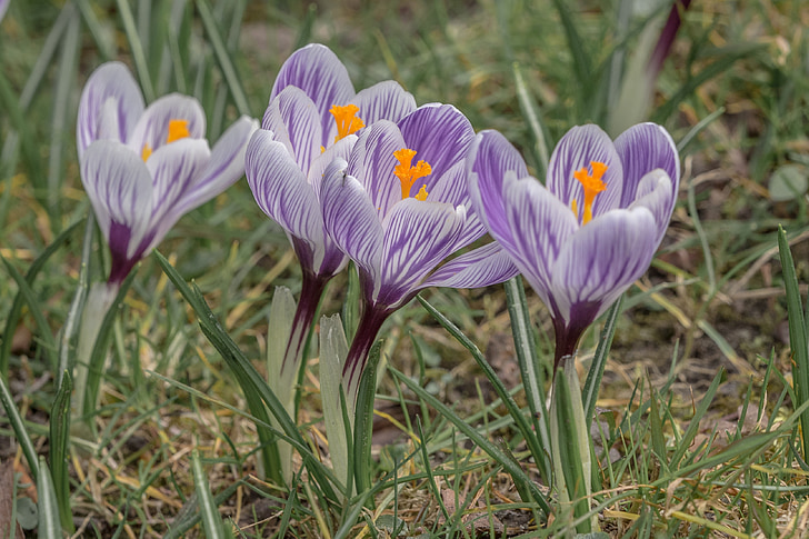 purple flowers shallow focus photography