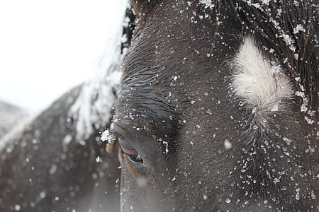 closeup photo of black horse thumbnail