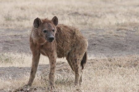 brown hyena thumbnail