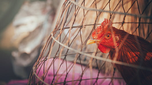Red Rooster on Brown Wooden Cage thumbnail