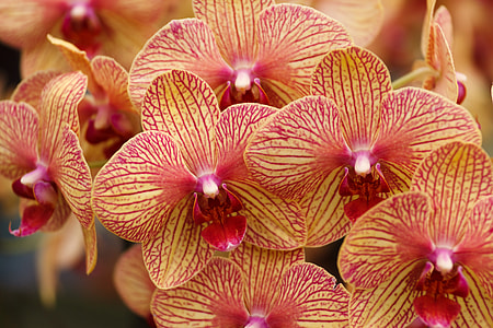 close-up photography of orchid flowers thumbnail