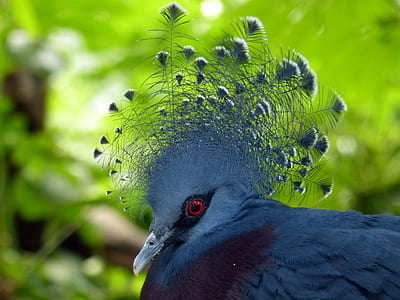 wildlife photography of small-beaked red-eye black bird thumbnail