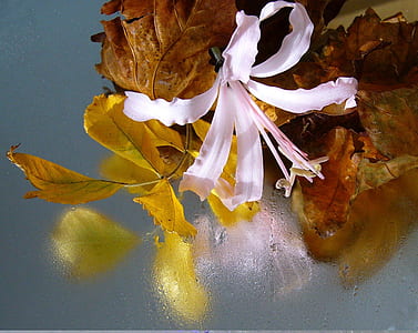 white flower in bloom thumbnail