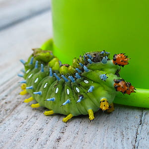 Green Catterpillar thumbnail