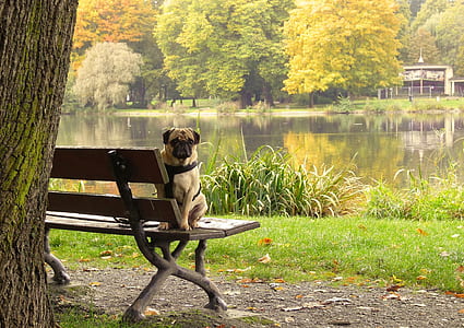 pug sitting on bench near body of water thumbnail