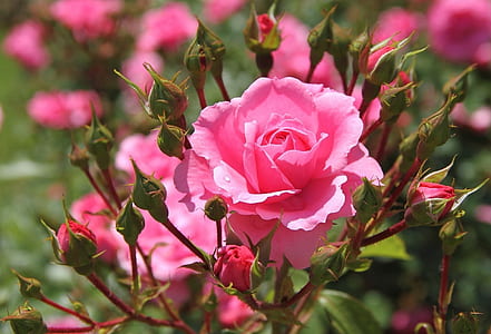 selective focus photography of pink rose flower thumbnail