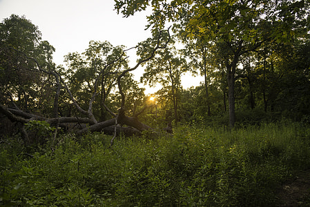 Sunset over the Fallen Trees at Cross Plains State Park thumbnail
