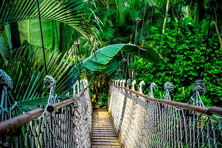 hanging bridge during daytime thumbnail