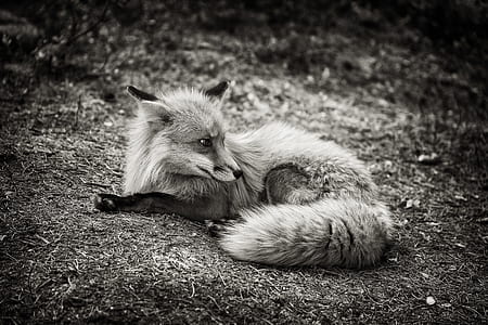 wildlife greyscale photo of fox thumbnail