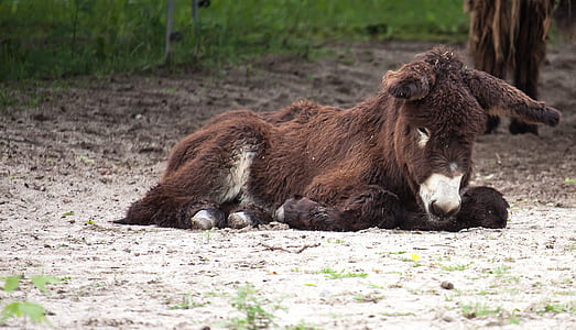brown 4-legged animal during daytime thumbnail