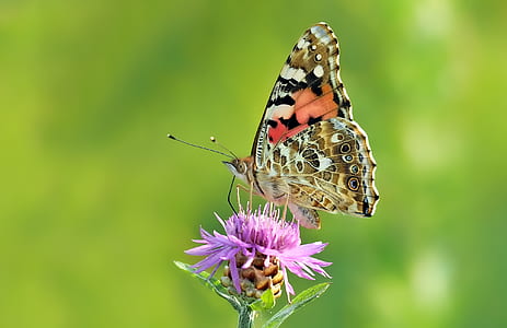 selective focus photography of butterfly perching on of purple flower thumbnail