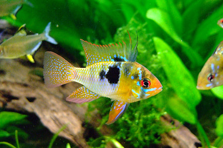 orange and gray fish thumbnail