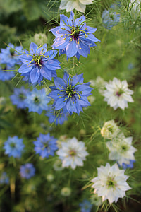 Černucha Damascus, Nigella Flower thumbnail