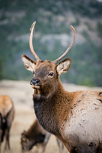 tilt shift lens photography of reindeer thumbnail