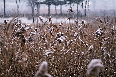 brown grass covered by snow thumbnail