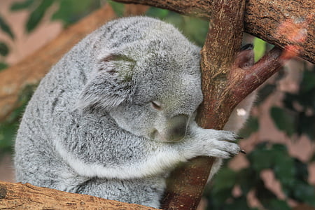 close-up photo of gray koala bear on branch at daytime thumbnail
