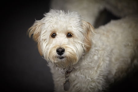 long-coated white puppy standing on ground thumbnail