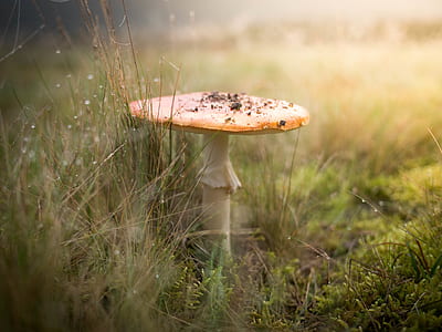 mushroom near grass thumbnail