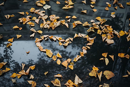 yellow leaves thumbnail