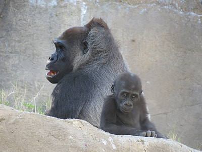 two Gorillas sitting beside stone thumbnail