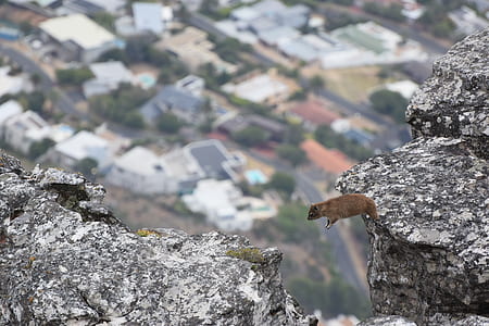 brown rodent jumping on cliff thumbnail