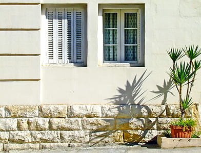 photography of green plant near white wall thumbnail