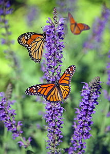 nature, flowers, garden, animal thumbnail