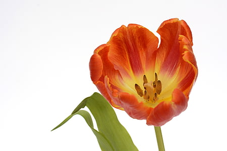 closeup photo of orange petaled flower with white background thumbnail