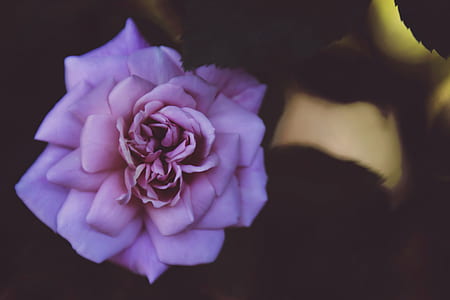 closeup photo of pink petaled flower thumbnail