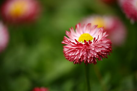 pink-petaled flower thumbnail
