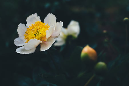 close-up photo of white and yellow flower thumbnail