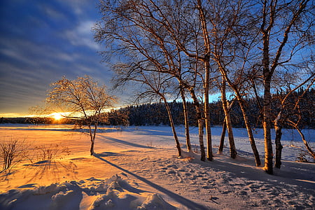 bare trees on snow-covered field thumbnail