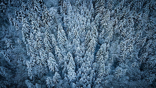 forest covered by snow thumbnail