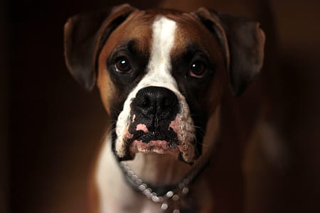 closeup photo of short-coated tan and white dog thumbnail