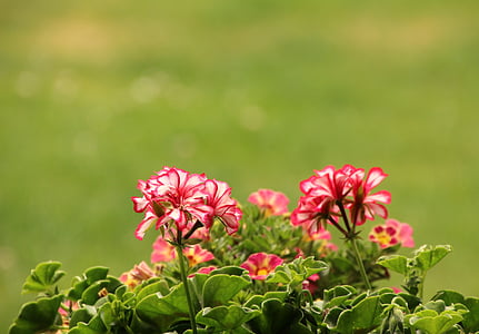 pink flowers thumbnail