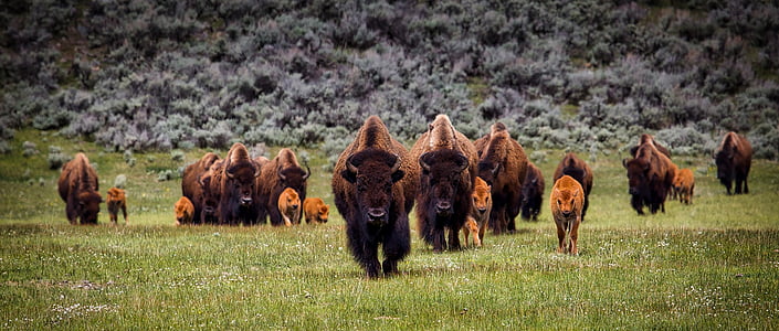 group of brown yak thumbnail