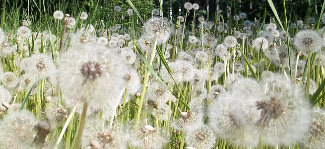 bed of white dandelions thumbnail