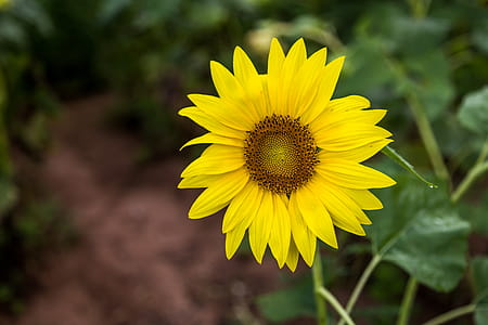 Yellow Sunflower thumbnail
