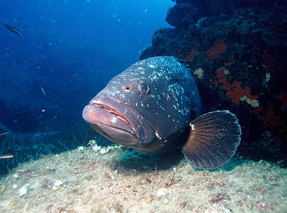 Dusky Grouper - Epinephelus marginatus thumbnail