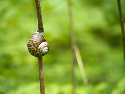 Snail, Branch thumbnail