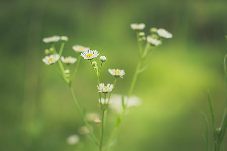 nature, spring, flower, green thumbnail