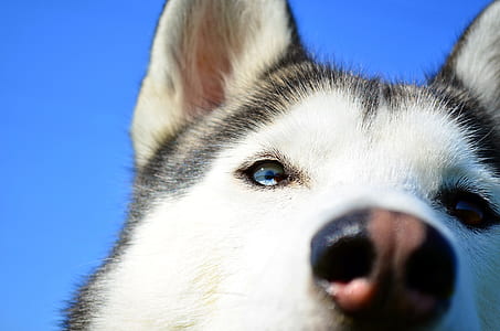 adult gray and white Siberian husky thumbnail
