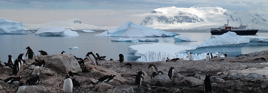 landscape photography of penguins thumbnail