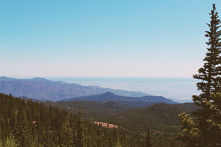 pine trees near mountains thumbnail