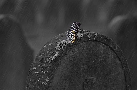 white and black butterfly perching on stone thumbnail